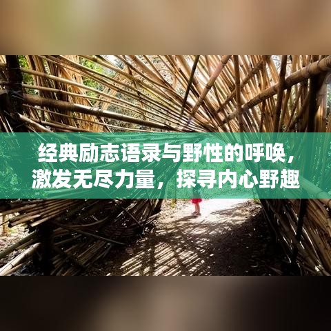 经典励志语录与野性的呼唤，激发无尽力量，探寻内心野趣