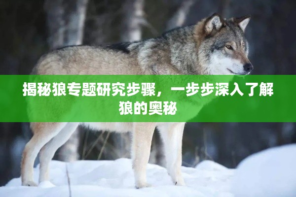 揭秘狼专题研究步骤，一步步深入了解狼的奥秘